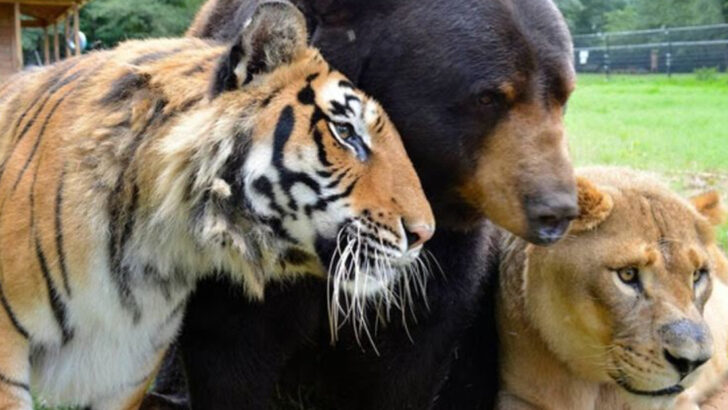 You Can See Rescued Lions, Tigers, and Black Bears Living Side by Side at This Georgia Sanctuary