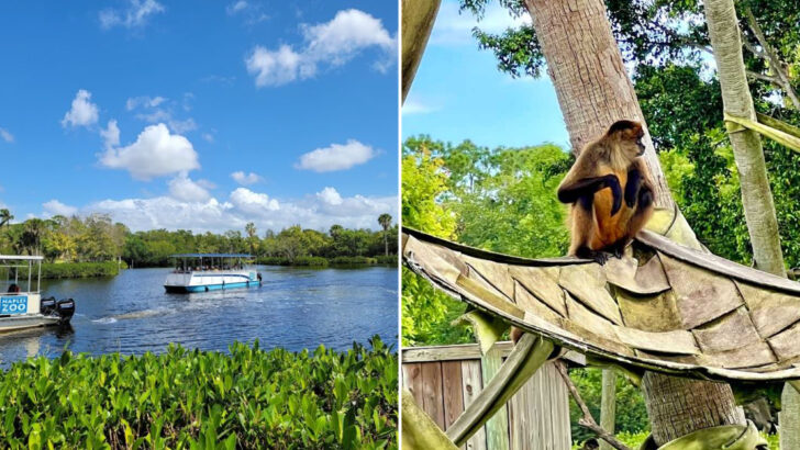 You Can Take a Boat Ride Past Islands Full of Monkeys at This One-of-a-Kind Florida Zoo