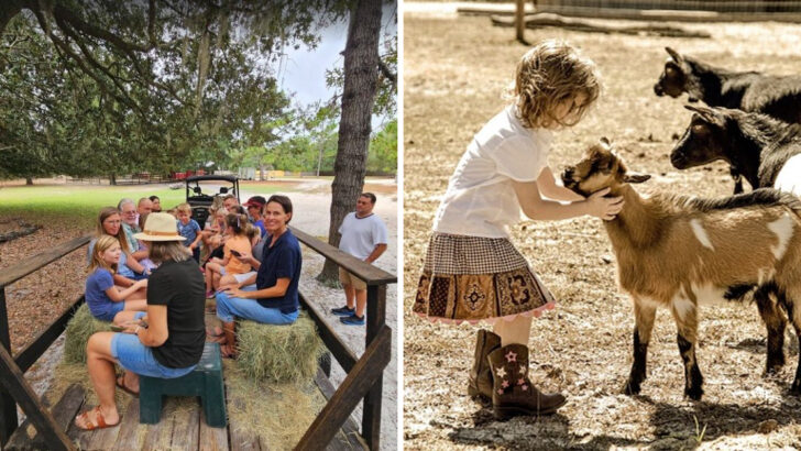 You Can Walk Among Highland Cows, Llamas, Alpacas, and a Herd of Goats on the Same 10 Acres at This Rural Florida Farm