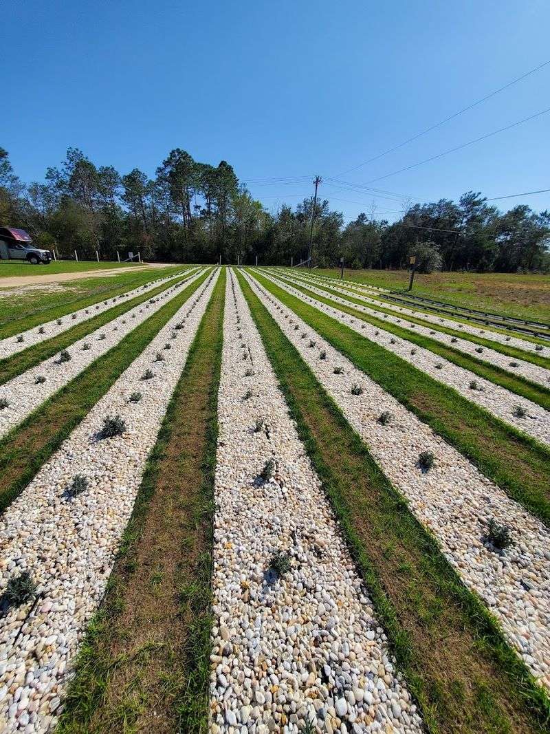 Florida's First Certified Lavender Farm