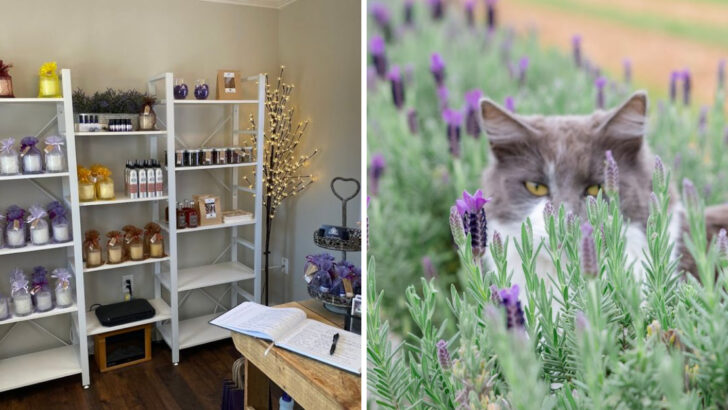 You Can Walk Through Rows Of Purple Blooms At Florida&rsquo;s First Certified Lavender Farm In The Sand Hills