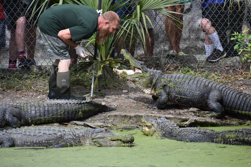 Walking Through The 200-Foot Alligator
