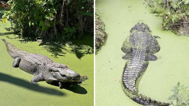 You Have to Walk Through a 200-Foot Alligator to Enter This Old Florida Jungle Park Hiding in Plain Sight Since the 1950s