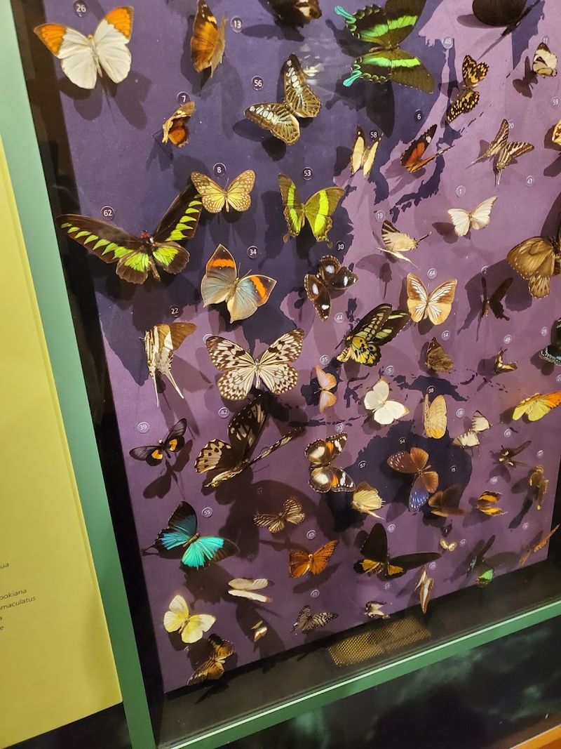 Magic Wings Butterfly House