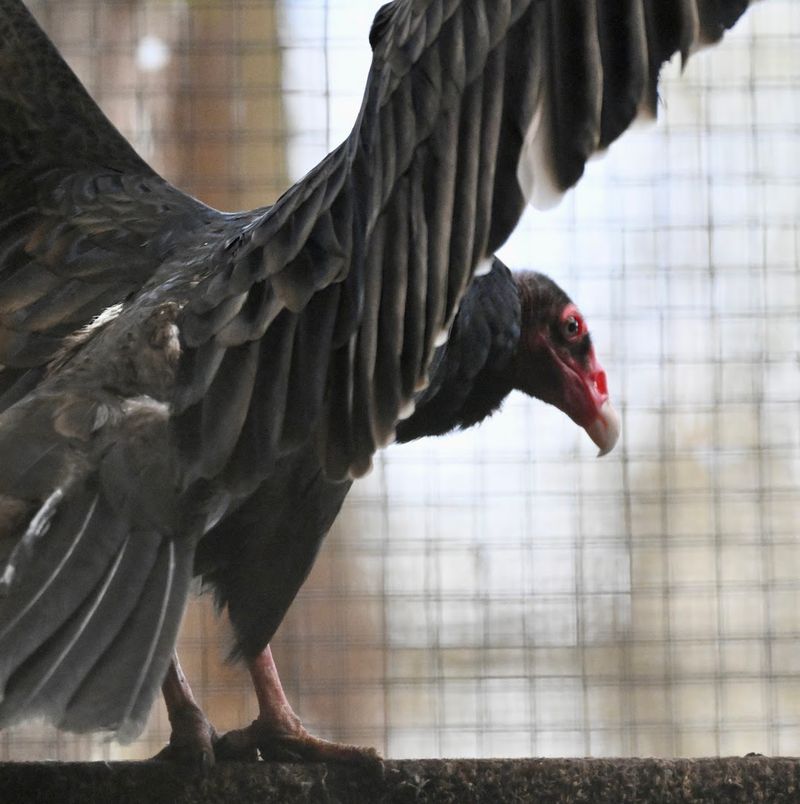 The Wilds: An Open-Range Conservation Center