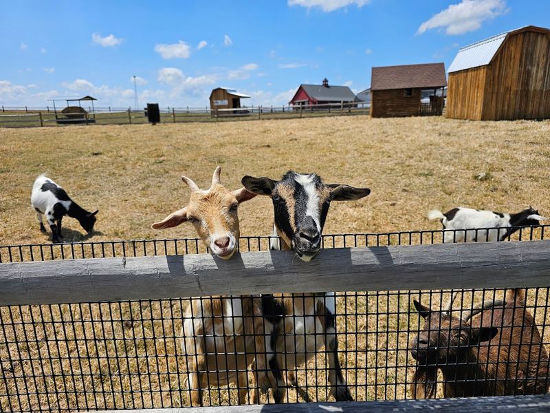 Cherry Crest Adventure Farm