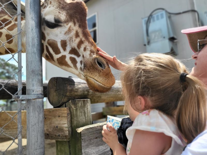 Aloha Safari Zoo (Cameron)