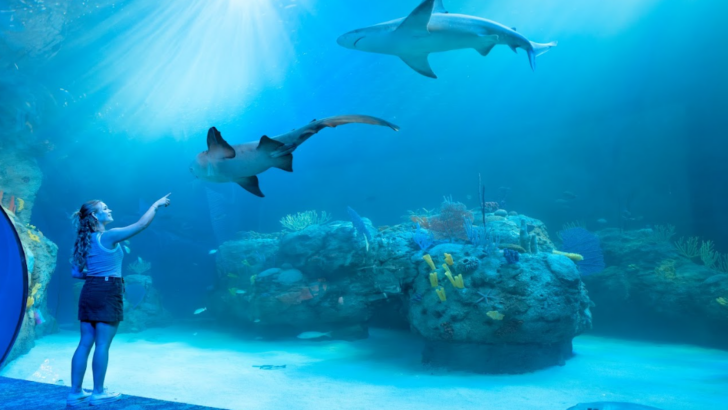 An Aquarium in Florida Built Around a Real Marine Lab Gives Families a Look at Ocean Science Most People Never See