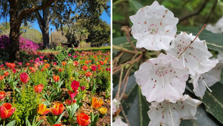 10 Best Places in North Carolina to Enjoy Beautiful Flowers in Full Bloom