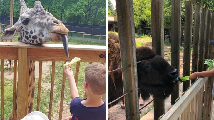 10 Family-Friendly Zoos in Pennsylvania Perfect for Relaxed Spring Day Trips