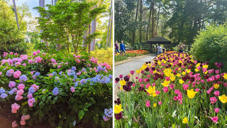 10 Flower-Filled Places in North Carolina That Feel Especially Beautiful in Spring