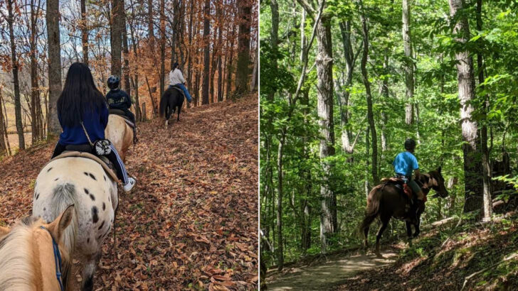 10 Georgia Horseback Riding Trails Perfect for Quiet Rides Through Scenic Countryside