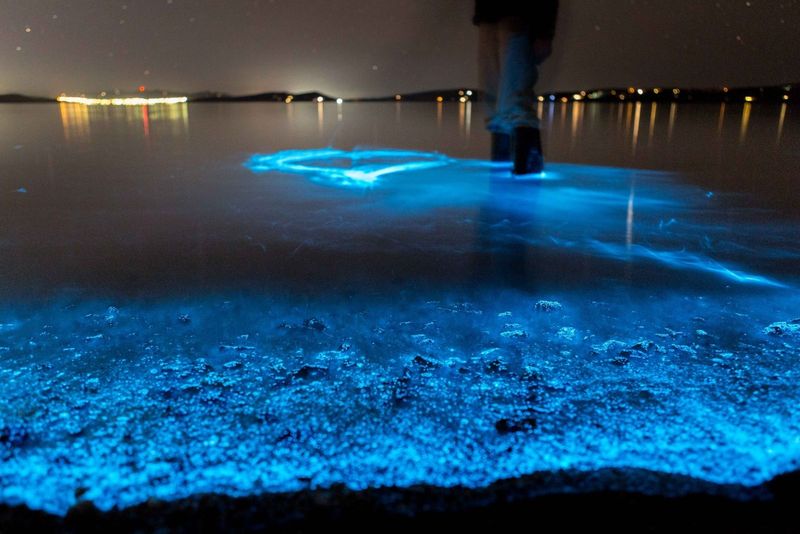 Bioluminescent Kayaking at Florida Adventurer Bioluminescent Kayaking