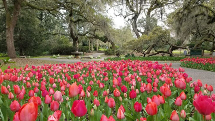 10 North Carolina Gardens That Feel Like Living Postcards