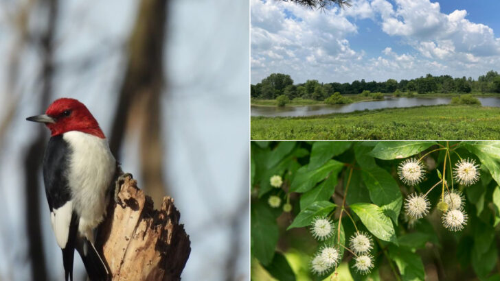 10 Ohio Nature Preserves That Feel Peaceful and Untouched in May