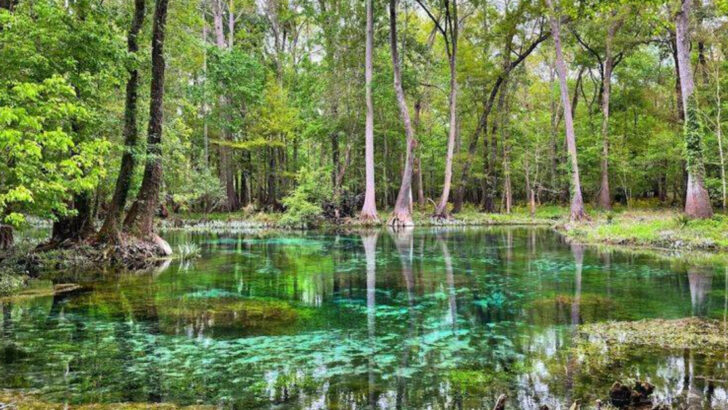 10 Quiet Nature Escapes in Florida Where Everything Feels Slower and Calmer
