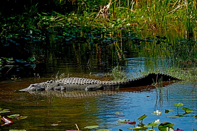 Loop Road Trail (Everglades/Big Cypress)