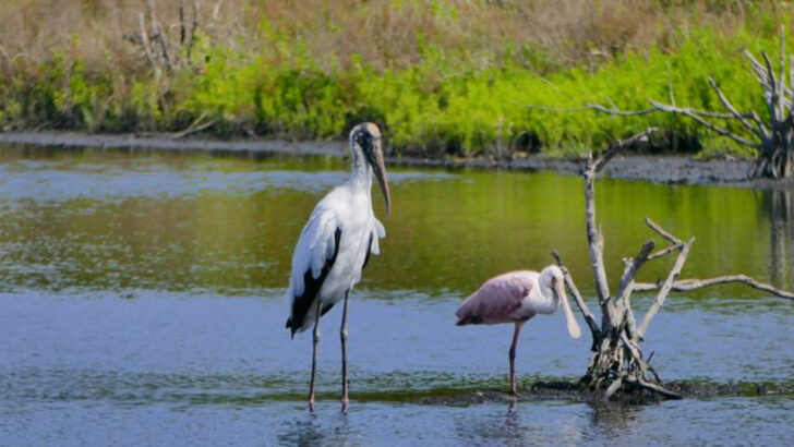11 Florida Nature Trails Full of Birds and Wildlife Activity in May