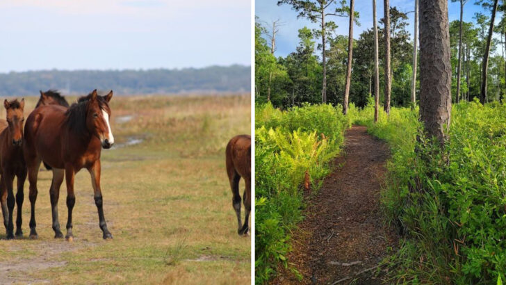 11 Florida Nature Trails Perfect for a Scenic Outdoor Escape