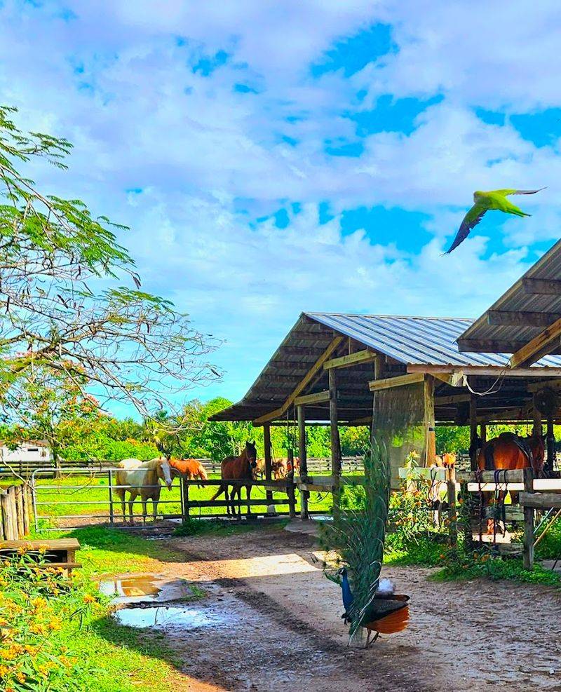 Bar-B-Ranch &mdash; Davie, Florida
