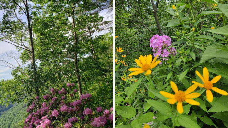 11 Pennsylvania Trails That Burst With Wildflowers During Spring