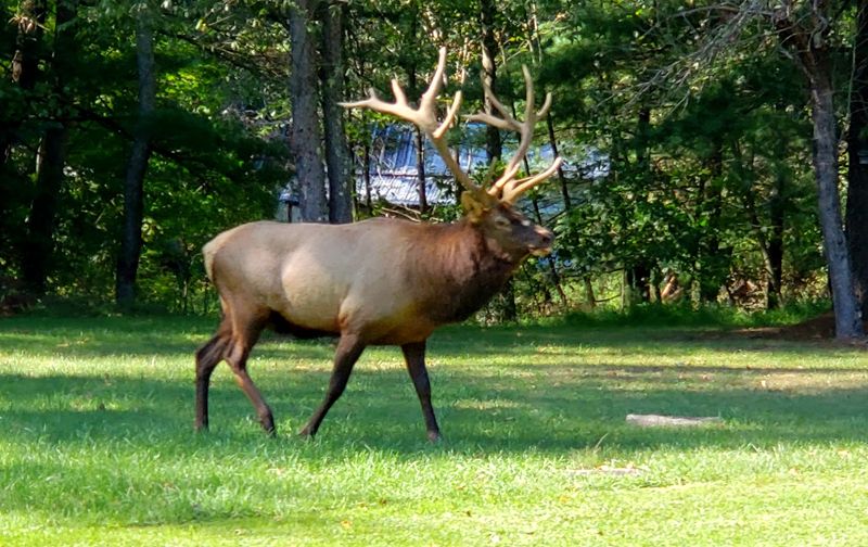 The Elk Scenic Drive, Benezette (State Route 555)