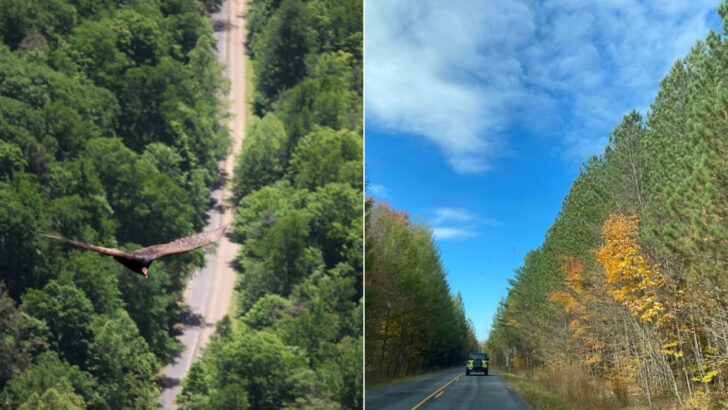 11 Scenic Drives In Pennsylvania Where Wildlife Sightings Are Part Of The Experience