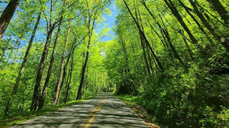 11 Scenic Drives in North Carolina Through Mountains, Forests, And Open Views
