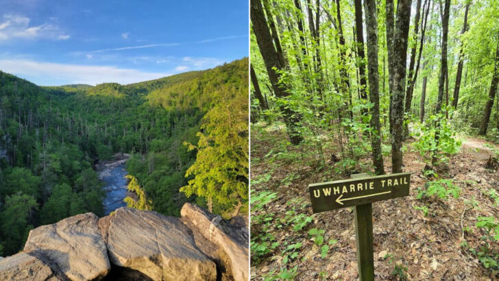 12 Best Hiking Trails Across North Carolina for Outdoor Adventures