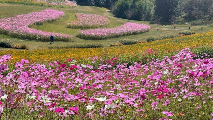 12 Georgia Flower Festivals Worth Experiencing During May