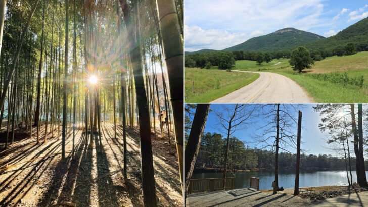 12 Georgia Nature Trails Covered With Greenery and Wildflowers in May