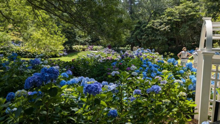 12 Massachusetts Festivals That Make May Feel Like Peak New England Spring