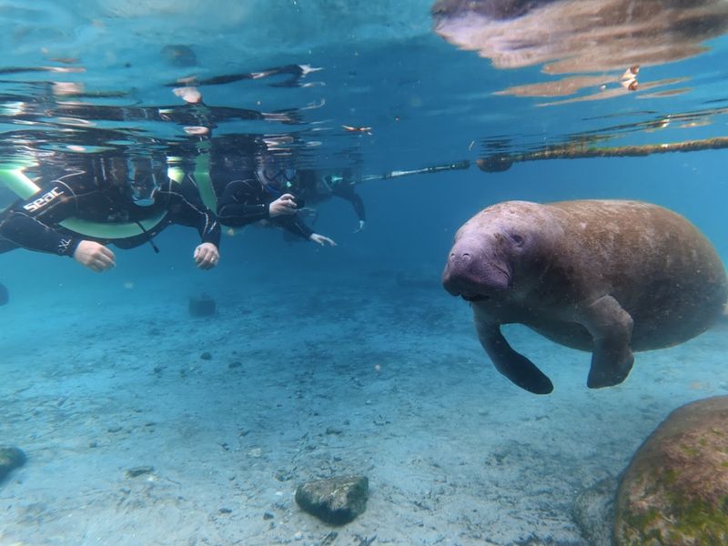 Manatee Snorkeling (Crystal River)