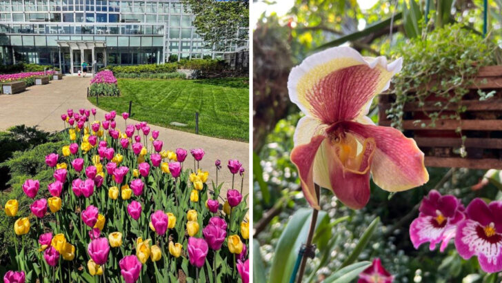 12 Ohio Gardens Filled With Tulips and Spring Blooms This May