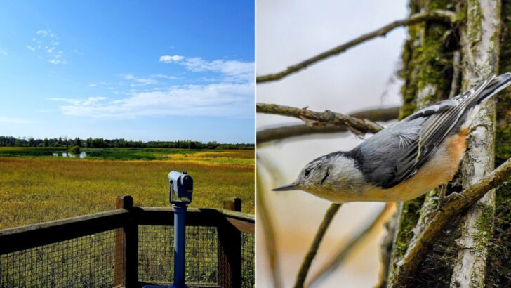 12 Ohio Nature Areas Perfect For Spring Birdwatching In May