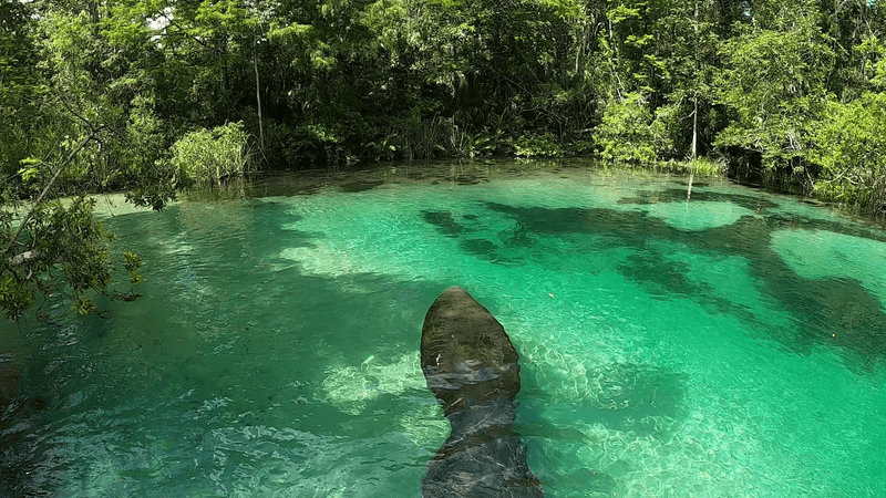 Weeki Wachee River (Spring Hill)