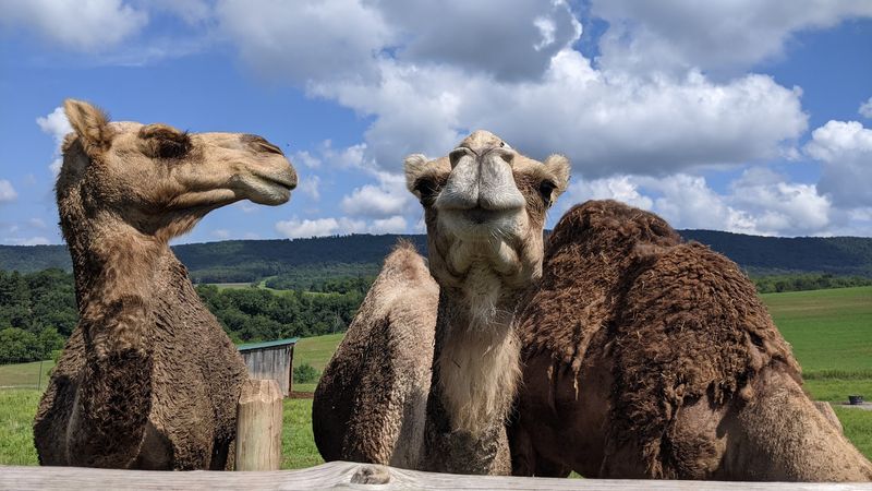 Green Horse Farm Animal Park & Petting Zoo