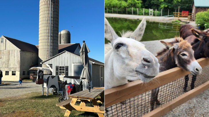 13 Family-Friendly Animal Farms in Pennsylvania Where Kids Can Feed and Pet the Animals