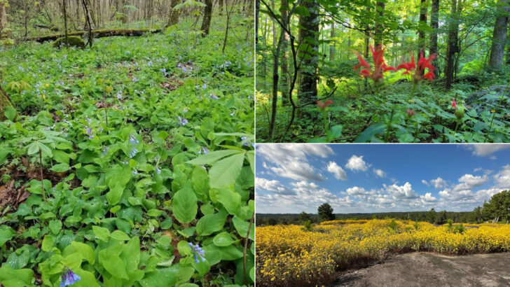 13 Georgia Trails Perfect For Spotting Wildflowers During May