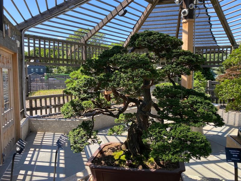 Arnold Arboretum of Harvard University