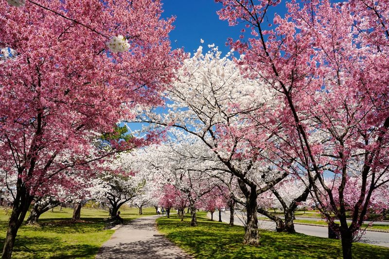 Cherry Blossom Festival