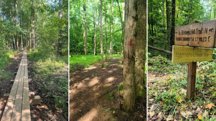 13 North Carolina Forest Trails Perfect for Peaceful Walks in May