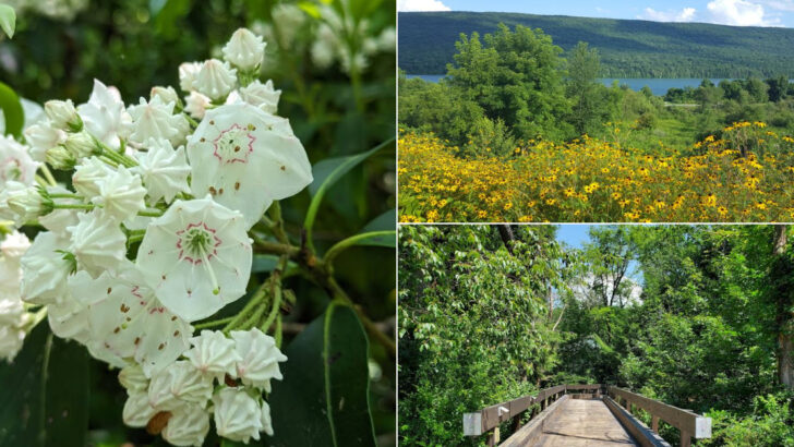 13 Pennsylvania Hikes Where June Wildflowers Take Over the Forest Floor