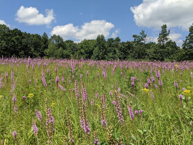 Chaparral Prairie State Nature Preserve 