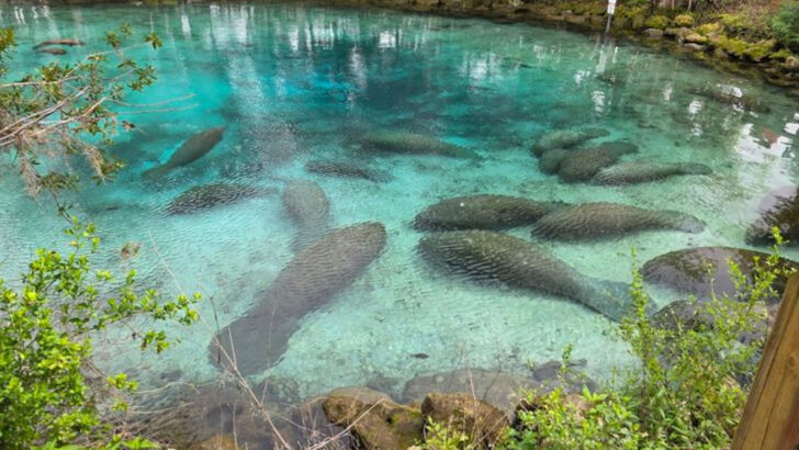 15 Top Places To See Manatees In Florida For A Wildlife Day That Actually Feels Special