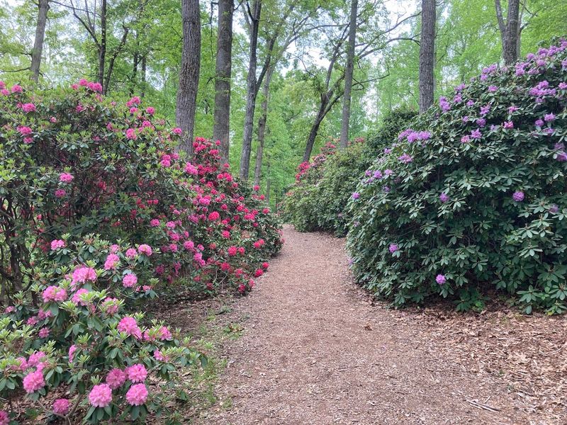 The Rhododendron Festival (Hiawassee)