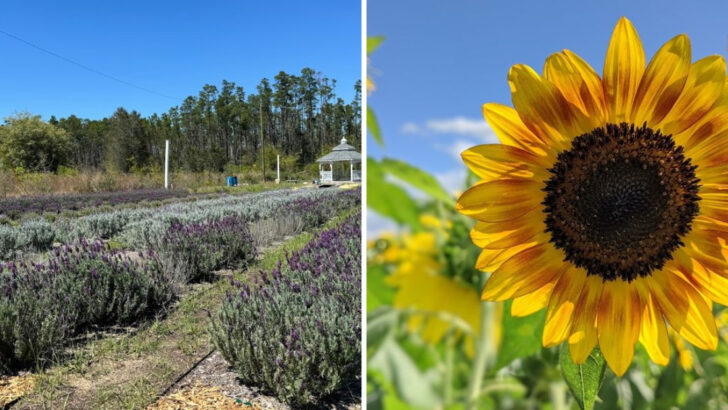 8 Lavender And Sunflower Farms In Florida That Make A Country Drive Feel Worth It