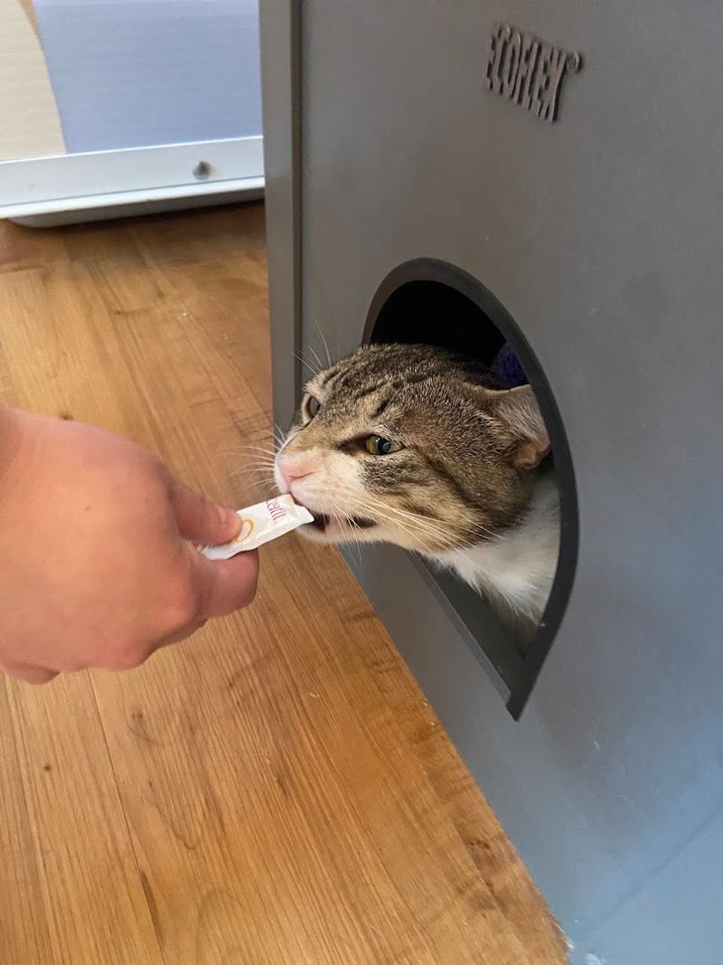 The Cozy Cat Lounge Experience