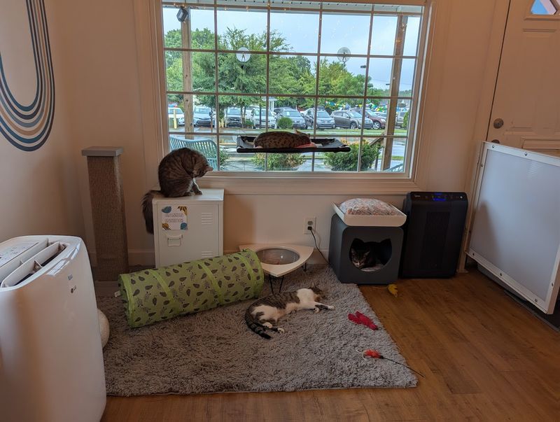 Limited Capacity for a Stress-Free Cat Environment