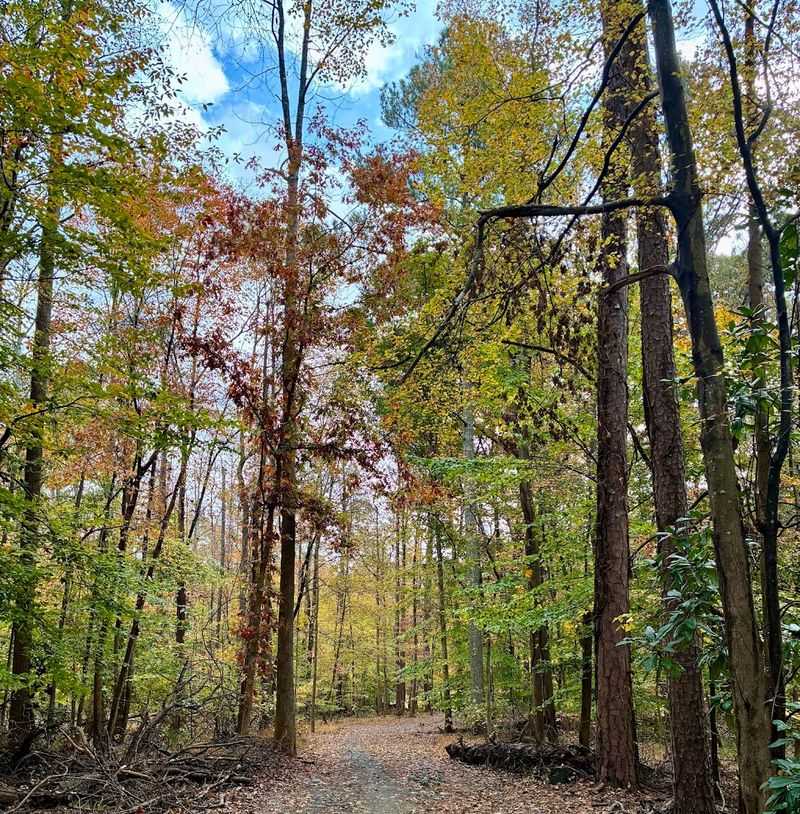 A Peaceful Trail Along Sope Creek